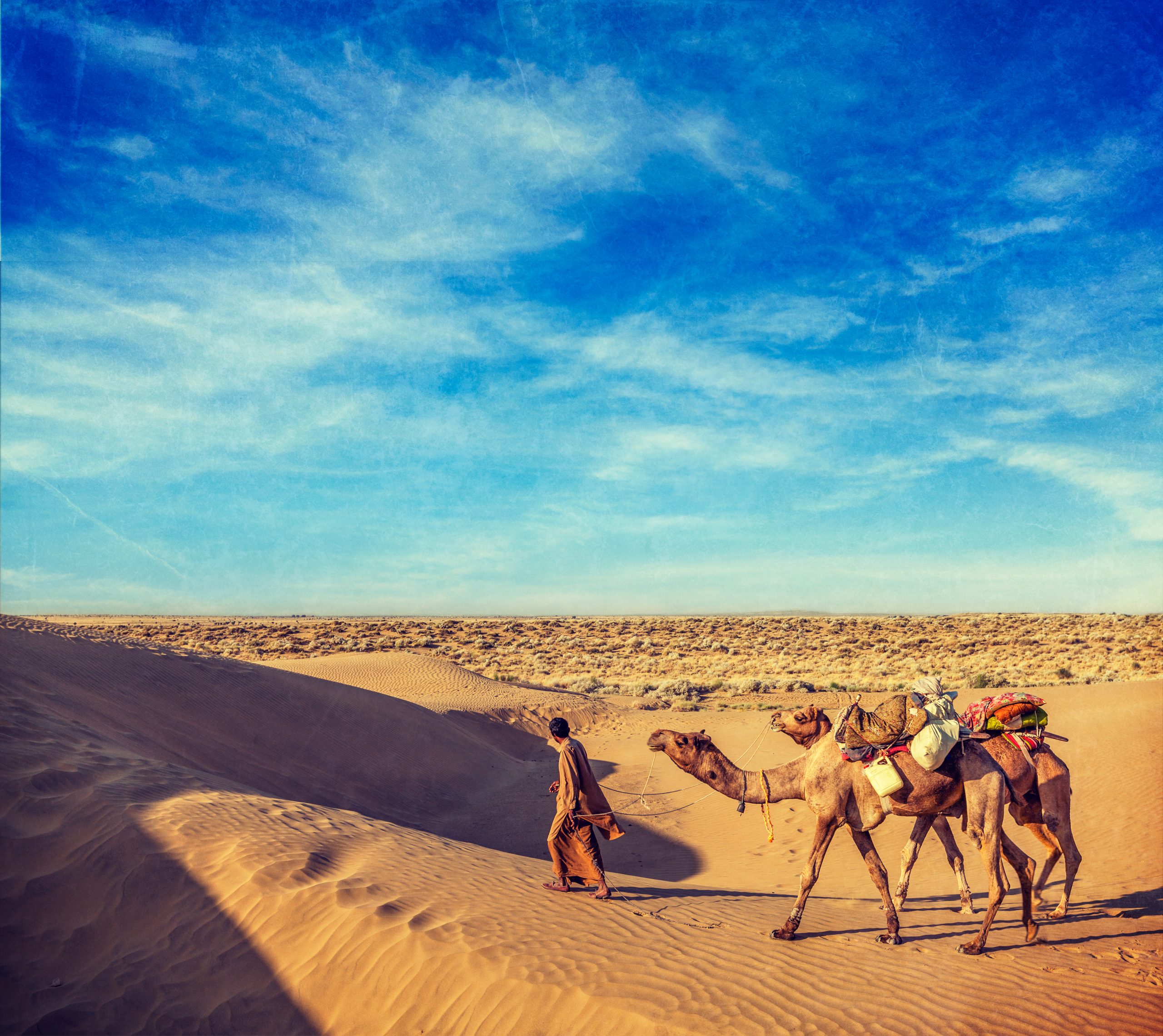 Camels on Dunes Jaisalmer