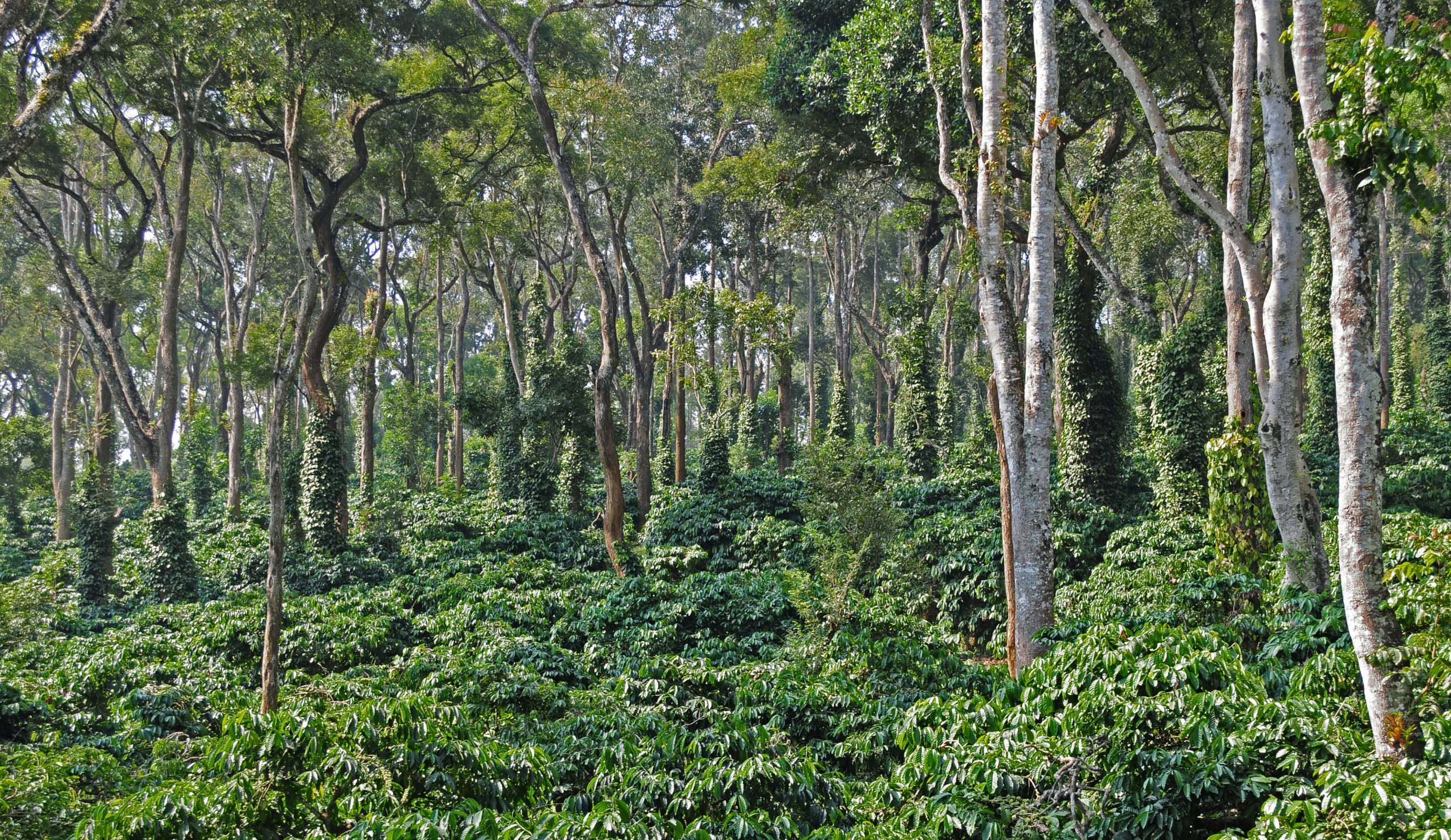 Coffee-Plantation (1)