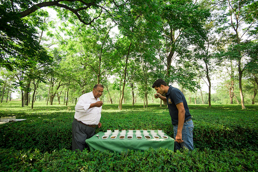 Tea Tasting