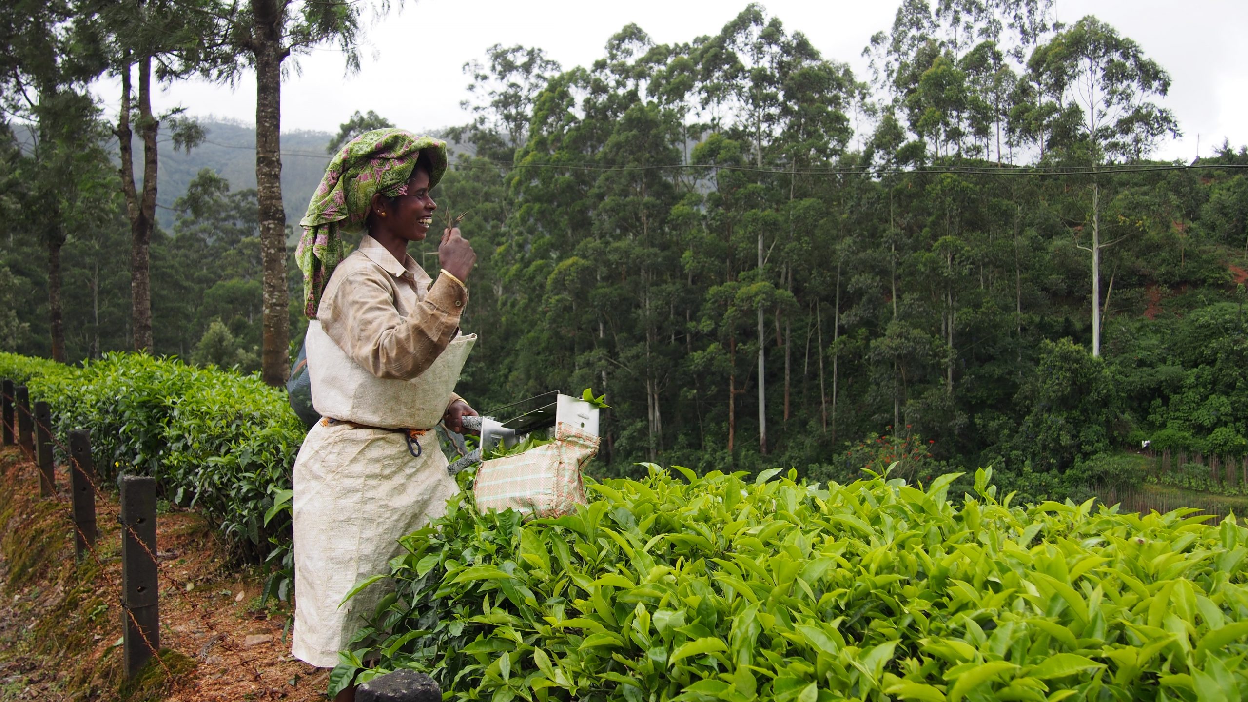 tea-plantation-1910715