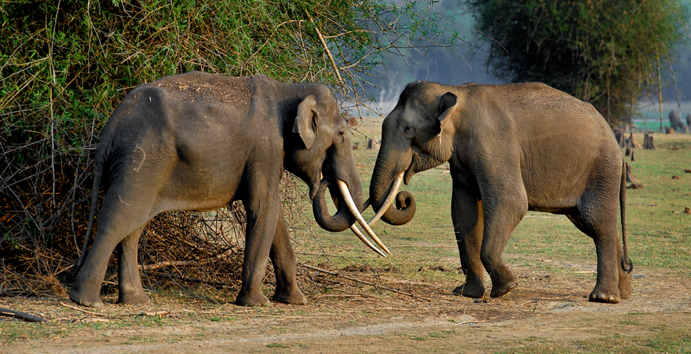 Elephants